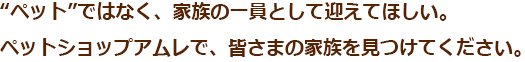 “ペット”ではなく、家族の一員として迎えてほしい。ペットショップアムレで、皆さまの家族を見つけてください。