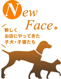 New Face