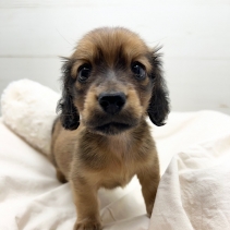 M・ダックスフンド