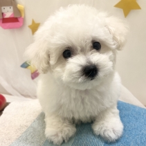 ミックス(トイプードル×マルチーズ)