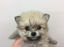 ポメラニアン
