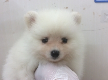 ポメラニアン
