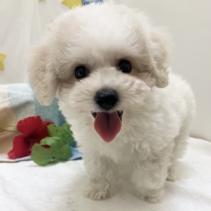 ビションフリーゼ
