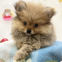 ポメラニアン
