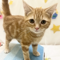 アメリカンショートヘアー