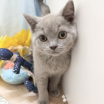 ブリティッシュショートヘアー