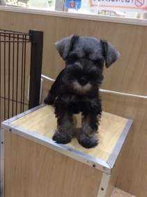 ミニチュア・シュナウザー