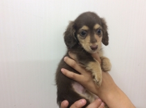 カニンヘンダックス