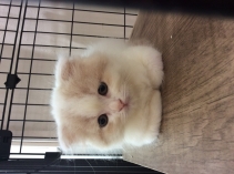 スコティッシュフォールド