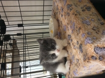 ブリティッシュショートヘアー