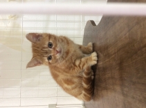 アメリカンショートヘアー