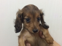 カニンヘンダックスフンド