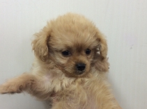 MIX(チワワ×トイプードル)