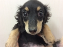 カニンヘンダックスフンド