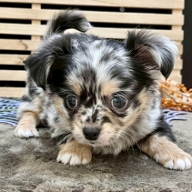 チワワ(ロングコート)