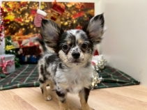 チワワ(ロングコート)