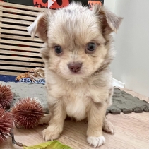 チワワ(ロングコート)