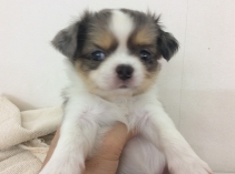 チワワ(ロングコート)