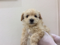 MIX(トイプードル×チワワ)