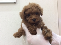 トイ・プードル