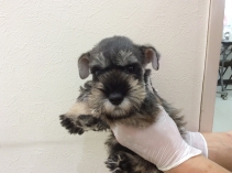 M・シュナウザー