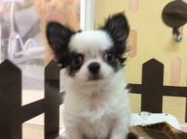 チワワ(ロングコート)