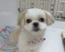 ペキニーズ＆シーズー