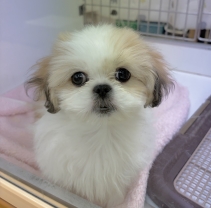 ペキニーズ＆シーズー