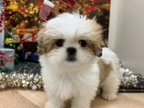 ペキニーズ＆シーズー