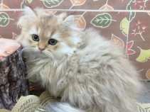 ブリティッシュロングヘアー