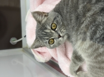 ブリティッシュショートヘアー