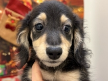 カニンヘンダックスフンド