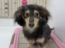 カニンヘンダックスフンド