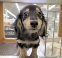 カニンヘンダックスフンド