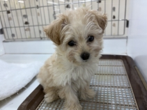 チワワ×プードル