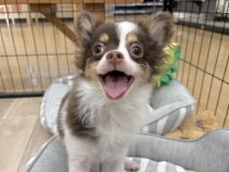 チワワ