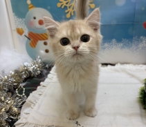 ブリティッシュショートヘアー