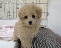 トイプードル