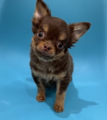 チワワ(ロングコート)