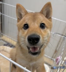 マメシバ