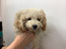 トイ・プードル