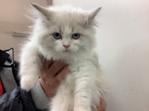 ネヴァマスカレード