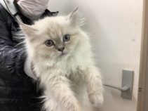 ネヴァマスカレード