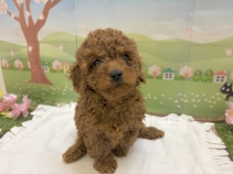 トイ・プードル