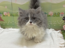 マンチカン