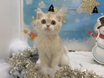 ブリッイシュショートヘヤー