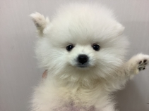 ポメラニアン