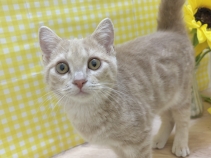 アメリカンショートヘアー