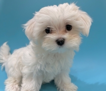 マルチーズ