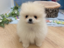 ポメラニアン